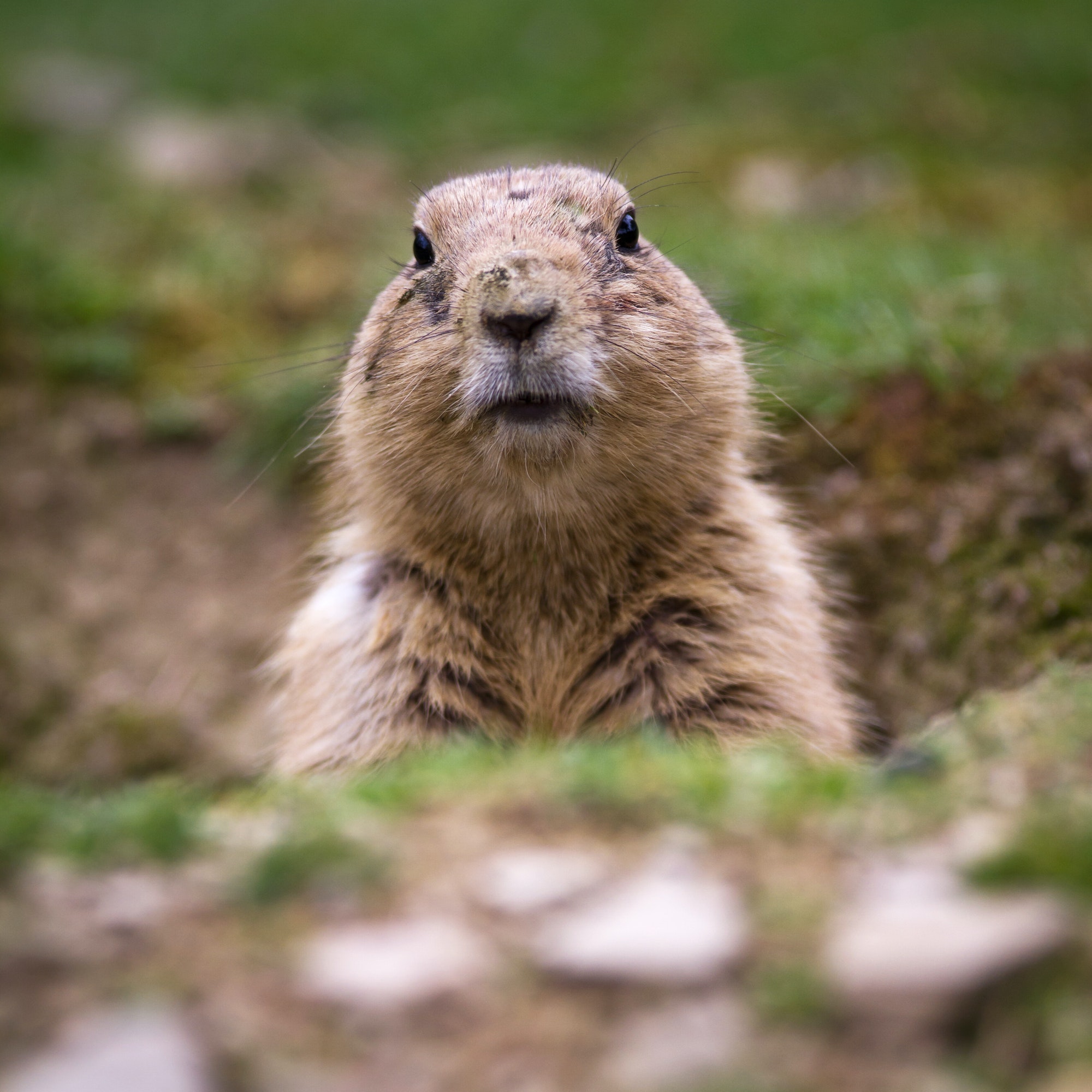 black tailed prairie dog (Cynomys ludovicianus)