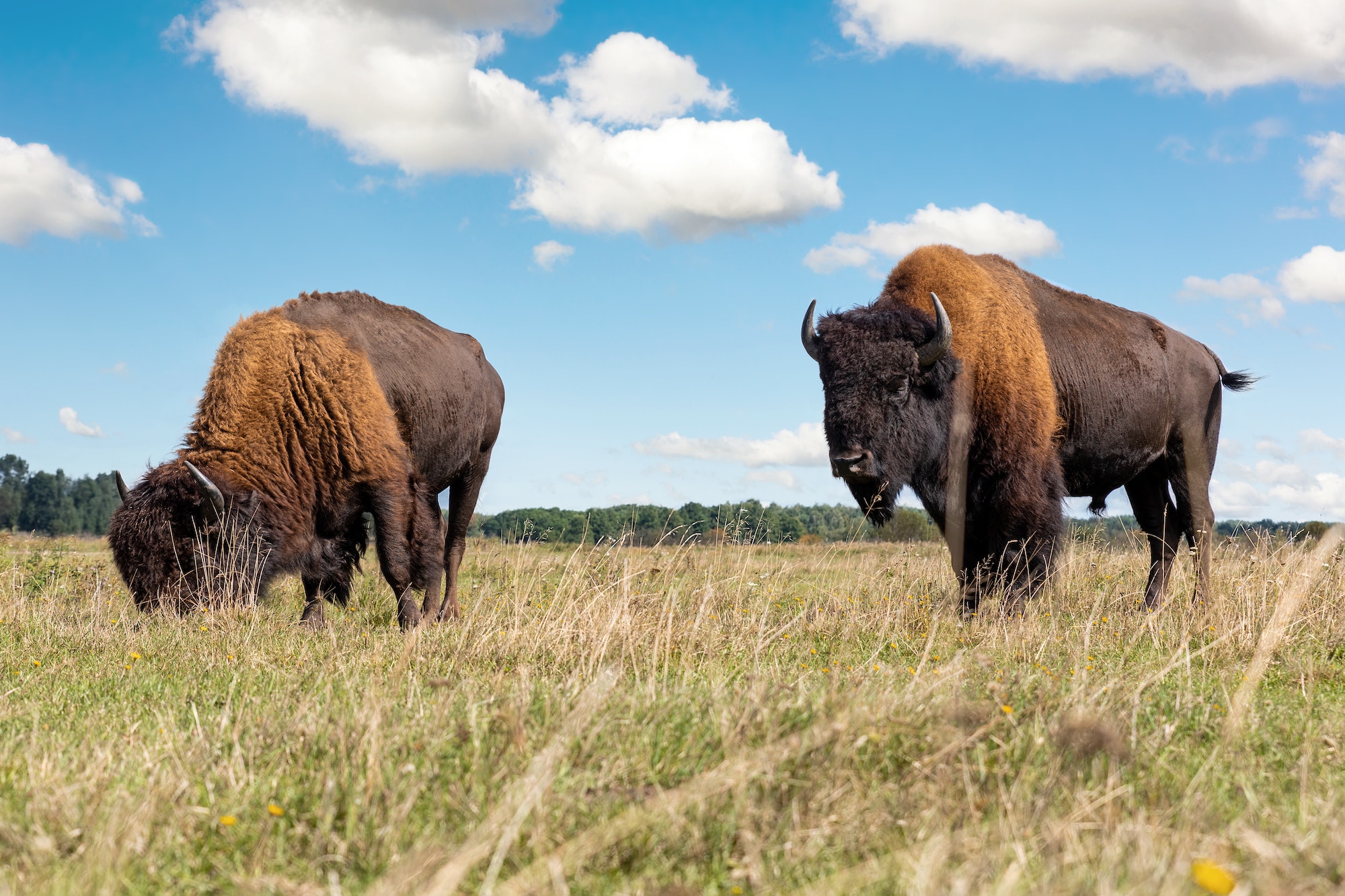 Pair of big american bison buffalo walking by grassland pairie grazing against blue sky landscape