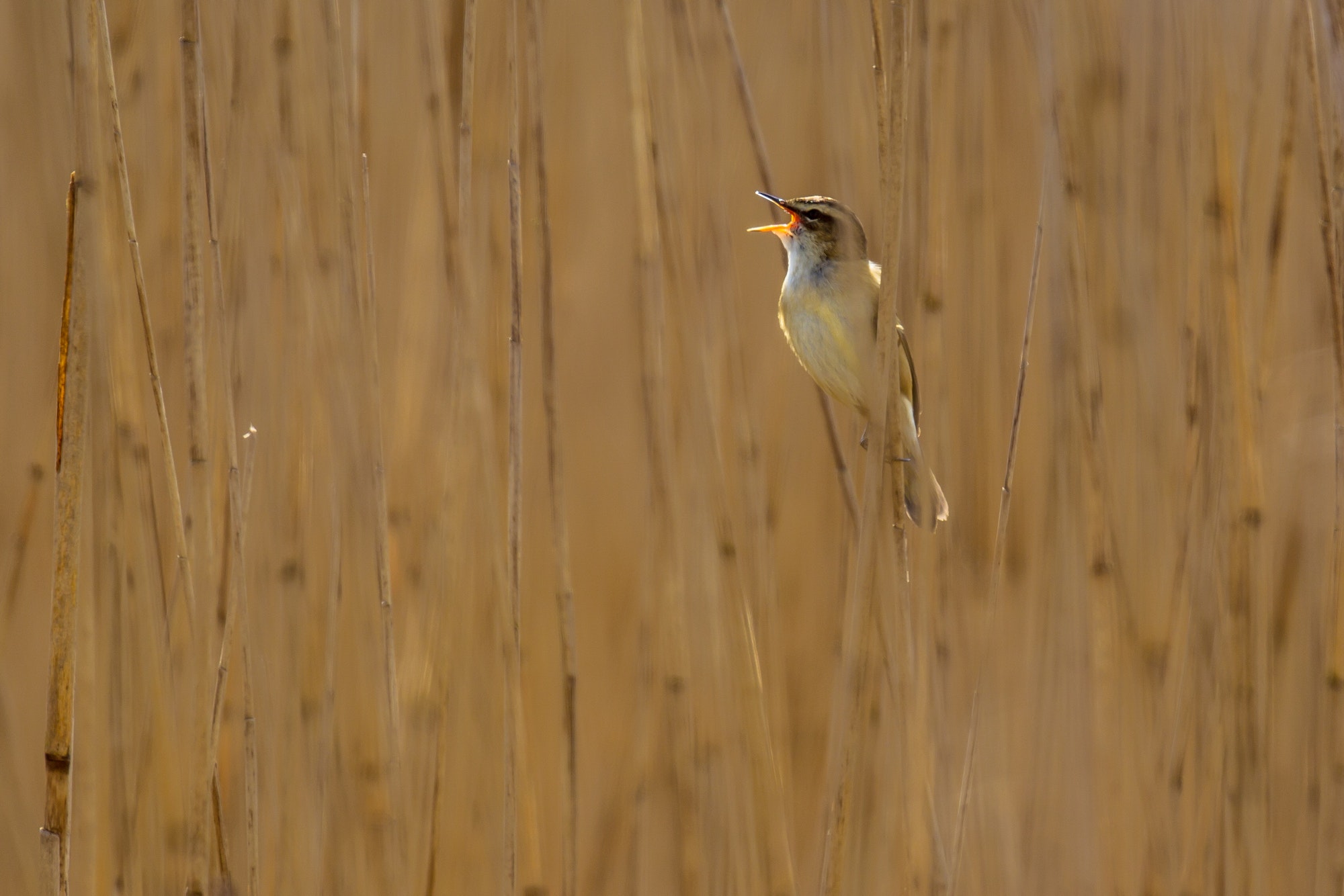 Singing Sedge warbler reed background