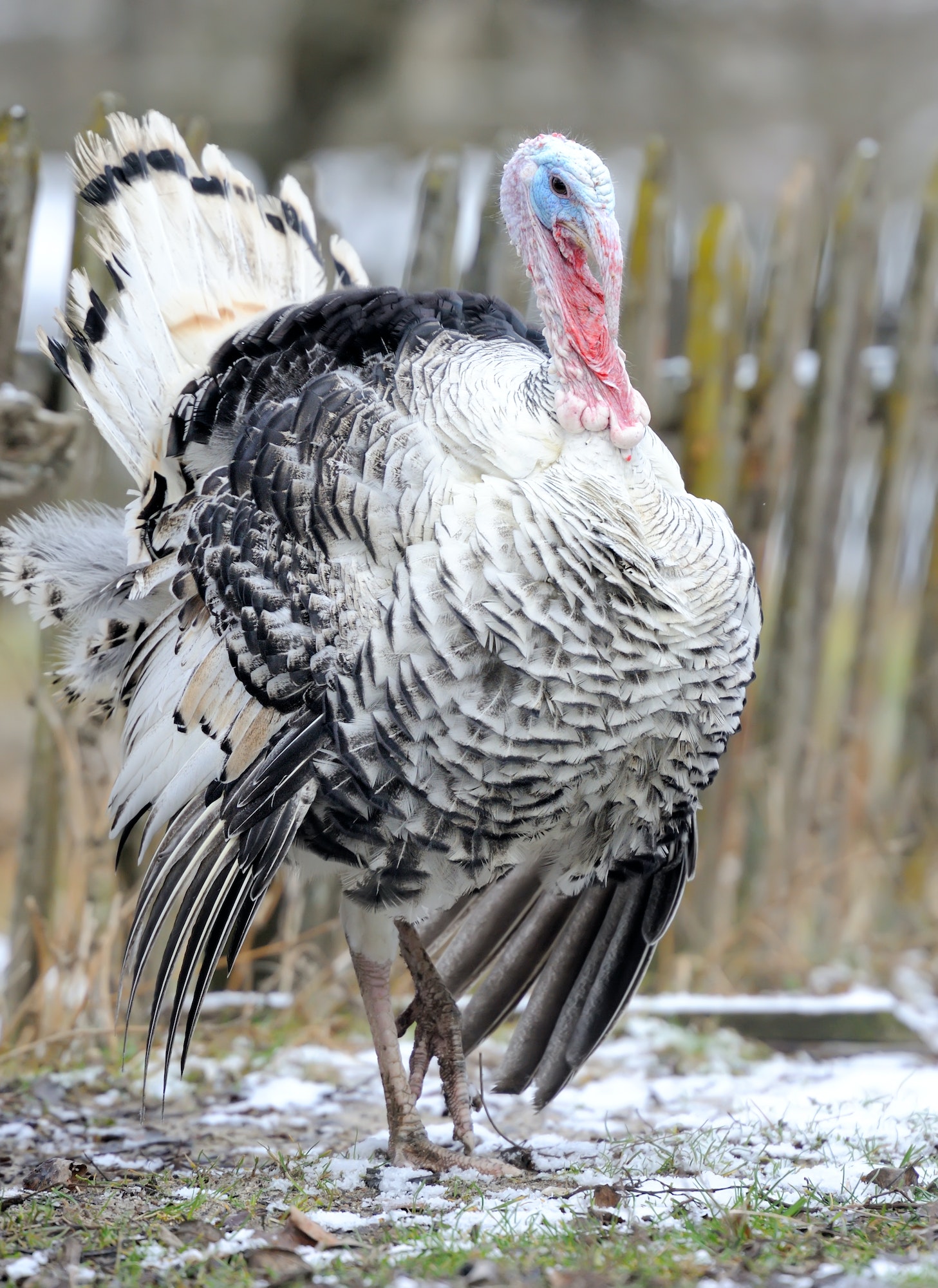 Turkey-cock